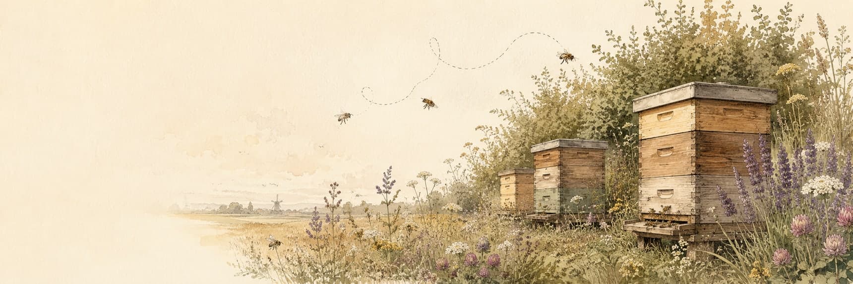 Aquareltekening van drie bijenkasten in een berm vol klaver en fluitenkruid, met bijen erboven en in de verte een Hollands landschap met een molen.