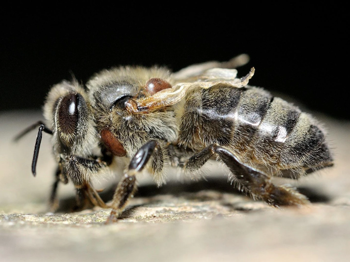 Een bij met verfrommelde, onbruikbare vleugels, met twee roodbruine mijten op haar borststuk