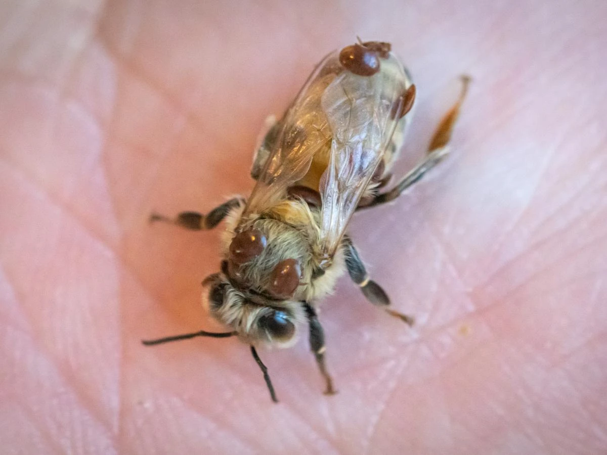 Een jonge bij op een handpalm met meerdere roodbruine mijten op haar lijf en misvormde vleugels