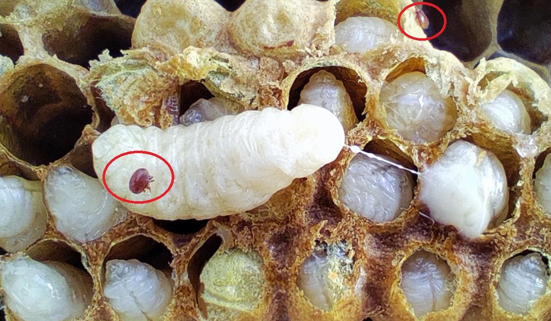 Opengetrokken broedcellen met witte poppen, twee roodbruine varroamijten zijn met een rode cirkel aangeduid