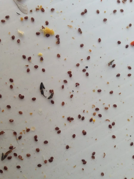 Tientallen roodbruine varroamijten liggen verspreid over een witte bodemschuif, tussen kruimels was en stuifmeel