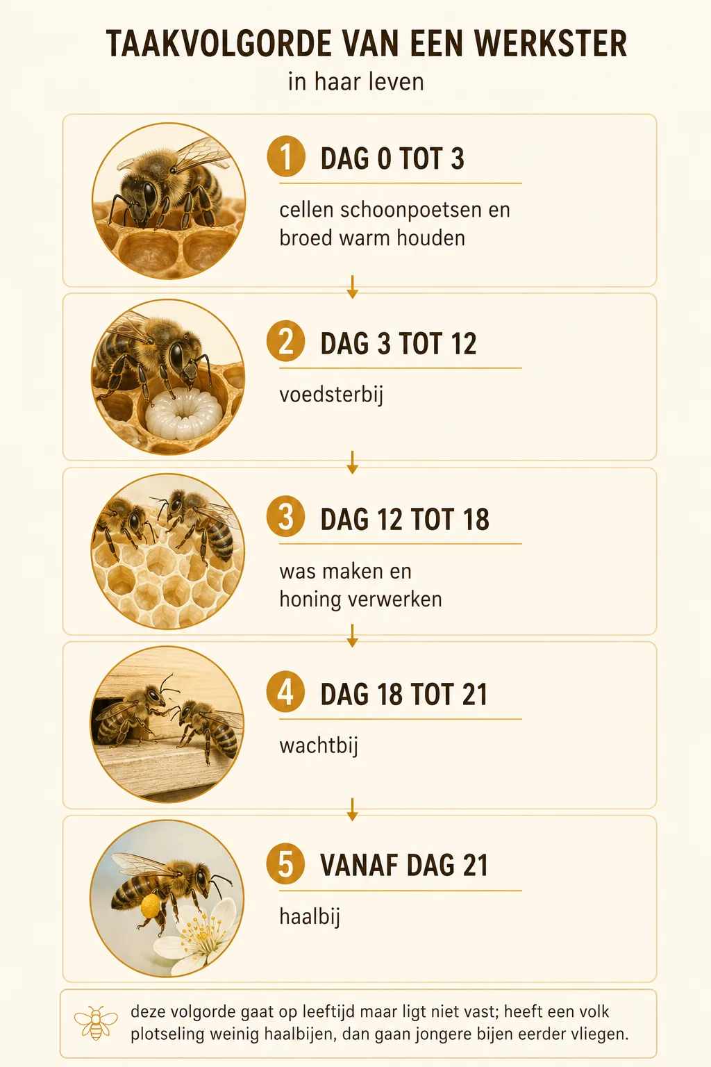De vijf taken van een werkster op volgorde van leeftijd, van cellen poetsen tot haalbij