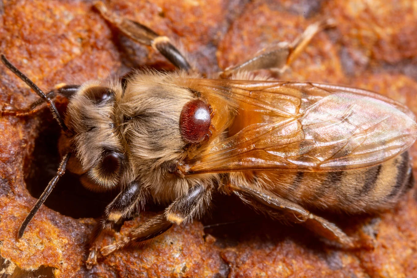 Een varroamijt zit als een glanzende roodbruine ovaal op het borststuk van een honingbij