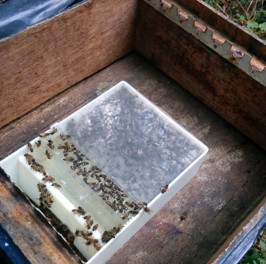 Een geopende bijenkast van bovenaf. Op de bodem staat een witte plastic voerbak met een doorzichtige kap; langs een smalle spleet aan de zijkant zit een rij bijen te drinken. De rest van de kast is leeg hout.